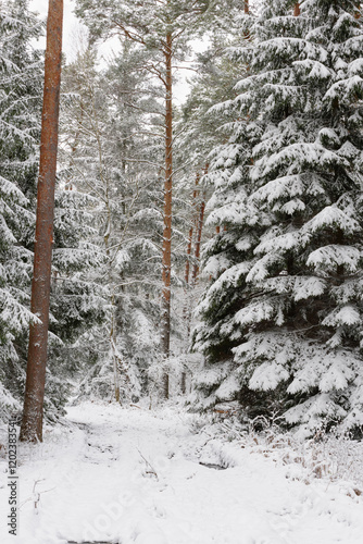 Obraz na płótnie Iglasty, sosnowo świerkowy las zimą. Między drzewami jest gruntowa, leśna droga. Droga, ziemia, gałęzie rosnących po bokach drzew pokryte są grubą warstwą białego śniegu. w salonie