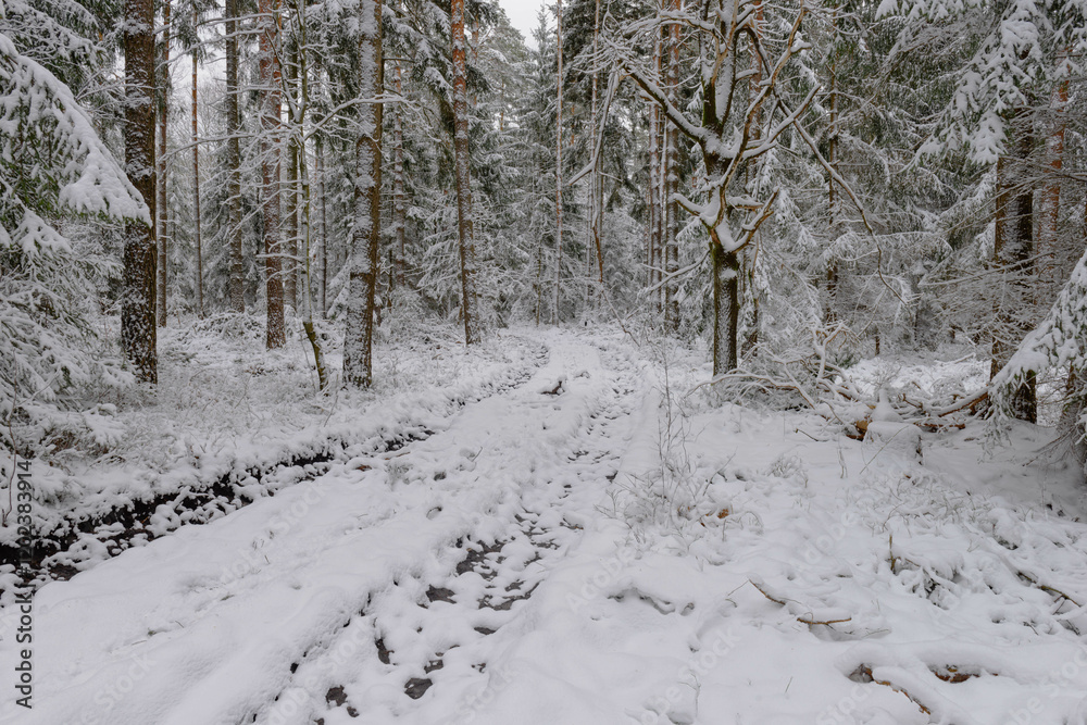 Iglasty, sosnowo świerkowy las zimą. Między drzewami jest gruntowa, leśna droga. Droga, ziemia, gałęzie rosnących po bokach drzew pokryte są grubą warstwą białego śniegu.