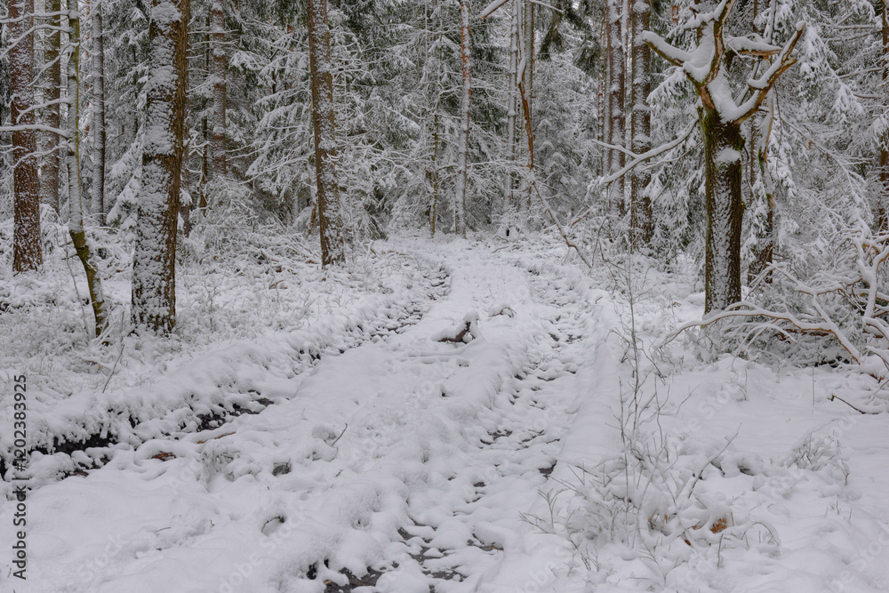 Iglasty, sosnowo świerkowy las zimą. Między drzewami jest gruntowa, leśna droga. Droga, ziemia, gałęzie rosnących po bokach drzew pokryte są grubą warstwą białego śniegu.