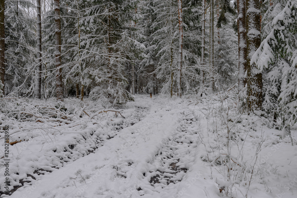 Iglasty, sosnowo świerkowy las zimą. Między drzewami jest gruntowa, leśna droga. Droga, ziemia, gałęzie rosnących po bokach drzew pokryte są grubą warstwą białego śniegu.