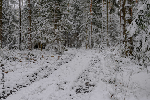 Obraz na płótnie Iglasty, sosnowo świerkowy las zimą. Między drzewami jest gruntowa, leśna droga. Droga, ziemia, gałęzie rosnących po bokach drzew pokryte są grubą warstwą białego śniegu. w salonie
