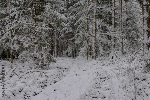 Iglasty, sosnowo świerkowy las zimą. Między drzewami jest gruntowa, leśna droga. Droga, ziemia, gałęzie rosnących po bokach drzew pokryte są grubą warstwą białego śniegu. 