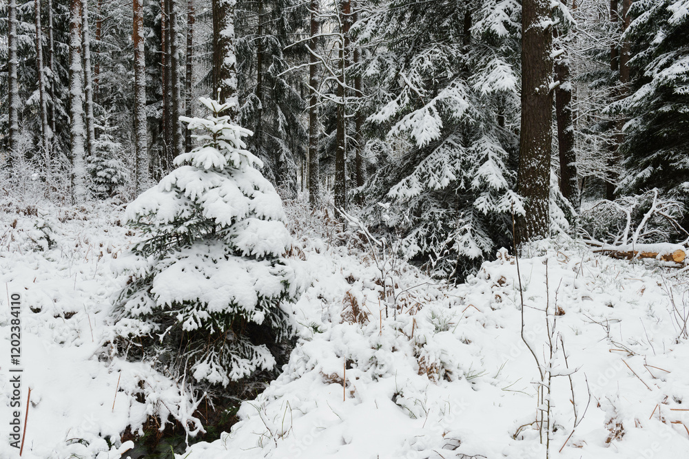 Iglasty, sosnowo świerkowy las zimą. Jest zima. Ziemia, gałęzie drzew pokryte są grubą warstwą białego śniegu.