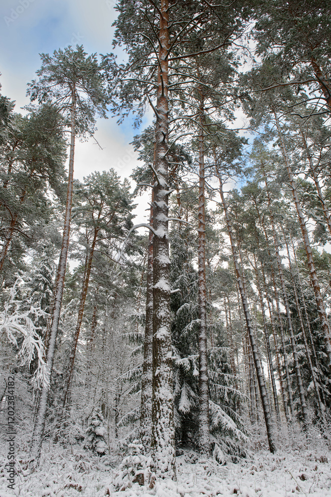 Iglasty, sosnowo świerkowy las zimą. Jest zima. Ziemia, gałęzie drzew pokryte są grubą warstwą białego śniegu.