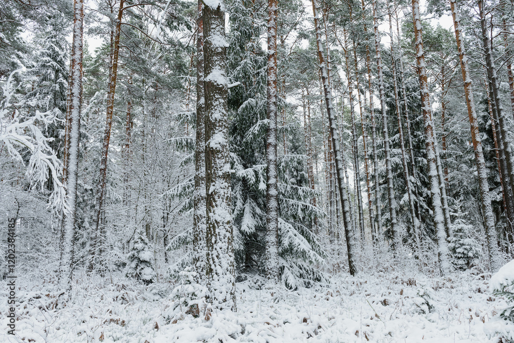 Fototapeta premium Iglasty, sosnowo świerkowy las zimą. Jest zima. Ziemia, gałęzie drzew pokryte są grubą warstwą białego śniegu. 