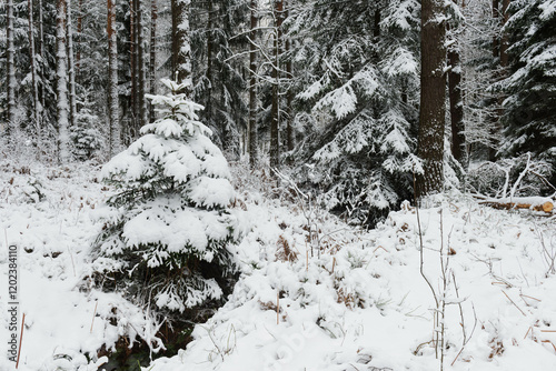 Obraz na płótnie Iglasty, sosnowo świerkowy las zimą. Jest zima. Ziemia, gałęzie drzew pokryte są grubą warstwą białego śniegu. w salonie