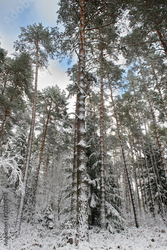 Obraz na płótnie Iglasty, sosnowo świerkowy las zimą. Jest zima. Ziemia, gałęzie drzew pokryte są grubą warstwą białego śniegu. w salonie