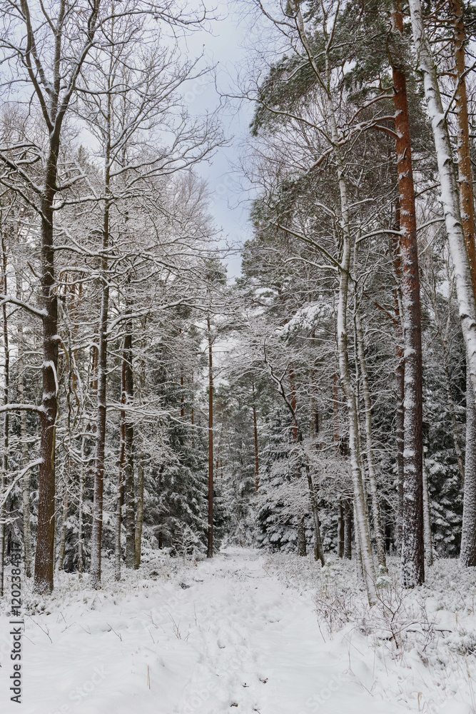 Iglasty, sosnowo świerkowy las zimą. Między drzewami jest gruntowa, leśna droga. Droga, ziemia, gałęzie rosnących po bokach drzew pokryte są grubą warstwą białego śniegu.