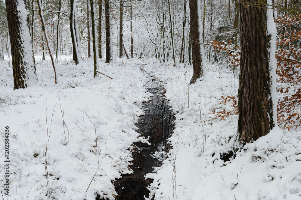 Iglasty, sosnowo świerkowy las zimą. Jest zima. Ziemia, gałęzie drzew pokryte są grubą warstwą białego śniegu. Wśród drzew widać płynący, leśny strumień.