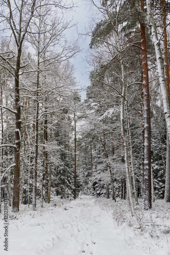 Obraz na płótnie Iglasty, sosnowo świerkowy las zimą. Między drzewami jest gruntowa, leśna droga. Droga, ziemia, gałęzie rosnących po bokach drzew pokryte są grubą warstwą białego śniegu. w salonie