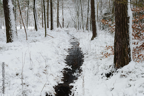Obraz na płótnie Iglasty, sosnowo świerkowy las zimą. Jest zima. Ziemia, gałęzie drzew pokryte są grubą warstwą białego śniegu. Wśród drzew widać płynący, leśny strumień. w salonie