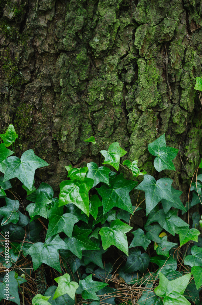 Ivy Leaf on Tree Trunk Background Bottom Aligned. Nature Natural Texture for Banners on the Environment and Organics Ivy Leaf on Tree Trunk Background Bottom Aligned. Nature Natural Texture for Banners on the Environment and Organics