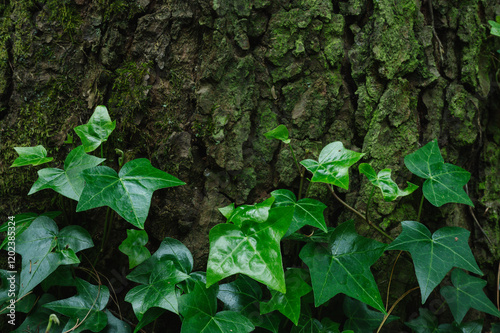 Ivy Leaf on Tree Trunk Background Bottom Aligned. Nature Natural Texture for Banners on the Environment and Organics photo