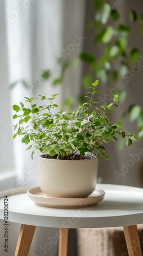 Green indoor plant in a minimalist pot on a wooden table near a bright window...