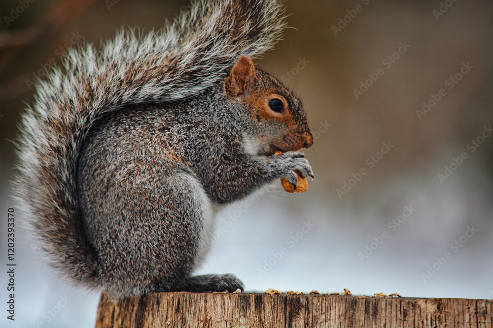 Fototapeta premium Squirrel eating nuts