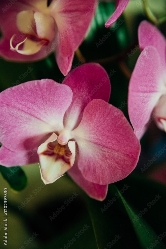 Fototapeta premium Pink flower and leaves of the phalaenopsis orchid in a flower pot on the windowsill in the house. Care of a houseplant.