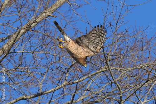 Red shouldered hawk inflight pursuing prey among bare limbs against blue sky. 
