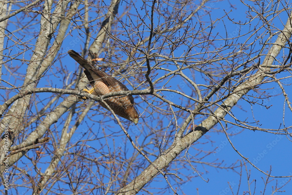 Red shouldered hawk inflight pursuing prey among bare limbs against blue sky. Red shouldered hawk inflight pursuing prey among bare limbs against blue sky.