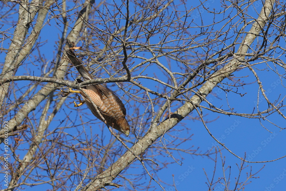 Red shouldered hawk inflight pursuing prey among bare limbs against blue sky. Red shouldered hawk inflight pursuing prey among bare limbs against blue sky.