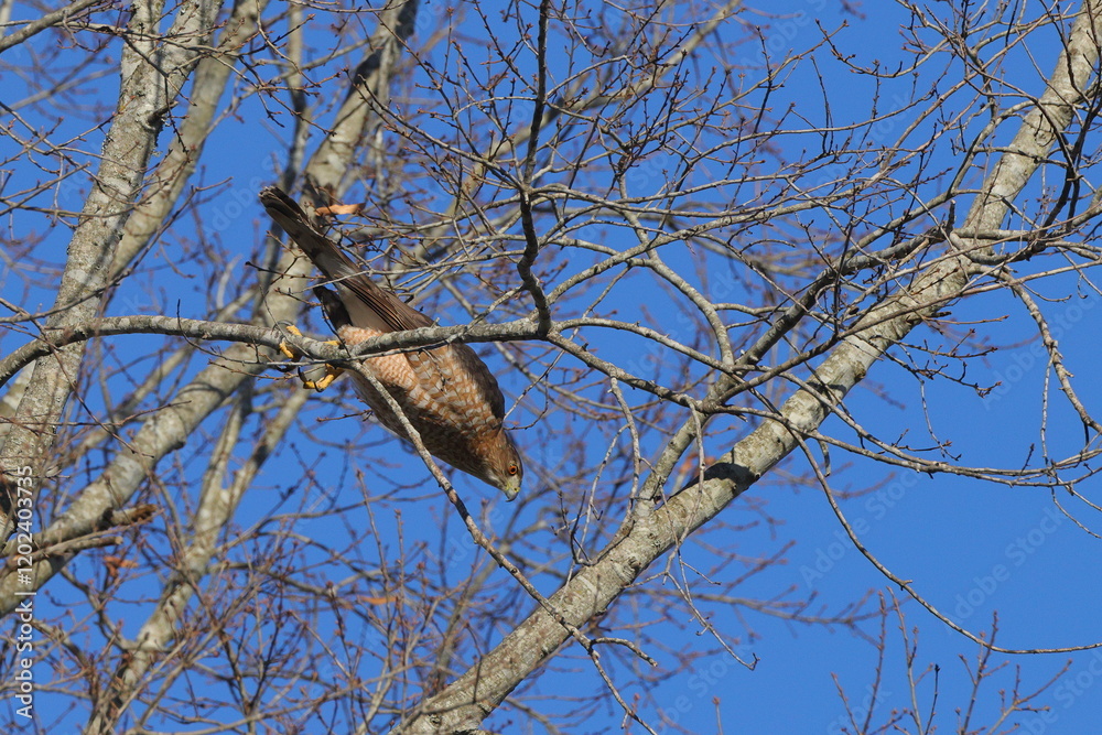 Red shouldered hawk inflight pursuing prey among bare limbs against blue sky. Red shouldered hawk inflight pursuing prey among bare limbs against blue sky.