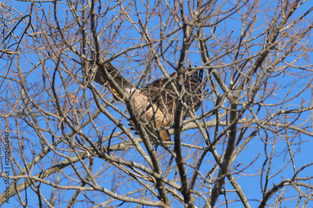Red shouldered hawk inflight pursuing prey among bare limbs against blue sky. Red shouldered hawk inflight pursuing prey among bare limbs against blue sky.