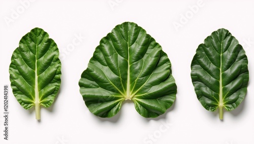 Kale leaves isolated on a white backdrop - Ideal for health-focused imagery vegan dishes  natural foods photo