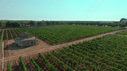 ORBIT AROUND 2 TRULLI IN THE MIDDLE OF A FLOWERING VINEYARD