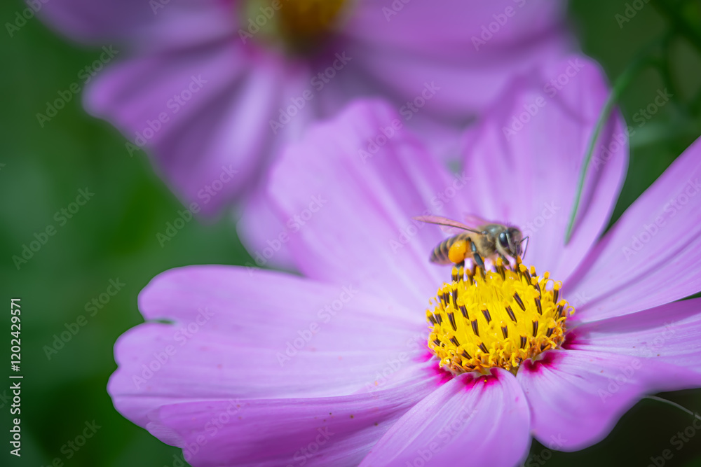 Honey bee looking for honey in garden cosmos flowers in a flower garden Honey bee looking for honey in garden cosmos flowers in a flower garden