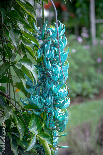 Strongylodon macrobotrys, commonly known as the jade vine, emerald vine, or turquoise jade vine which grows with good care in a flower garden