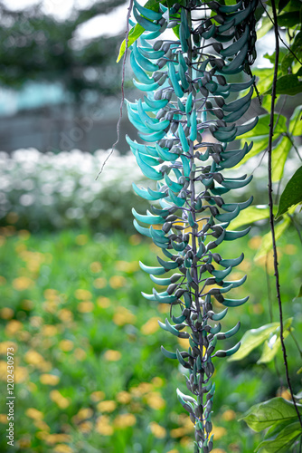 Strongylodon macrobotrys, commonly known as the jade vine, emerald vine, or turquoise jade vine which grows with good care in a flower garden