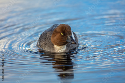 Common goldeneye (Bucephala clangula); adult female swimming on lake in central Finland photo