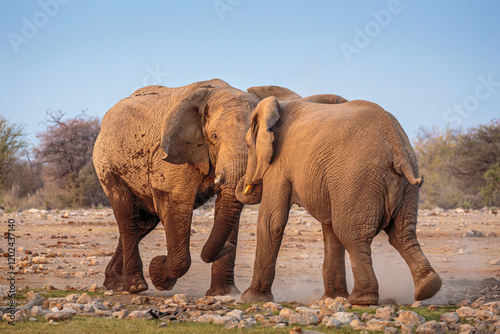 African Elephant (Loxodonta africana); two bulls fighting, Etosha national park, Namibia
 photo