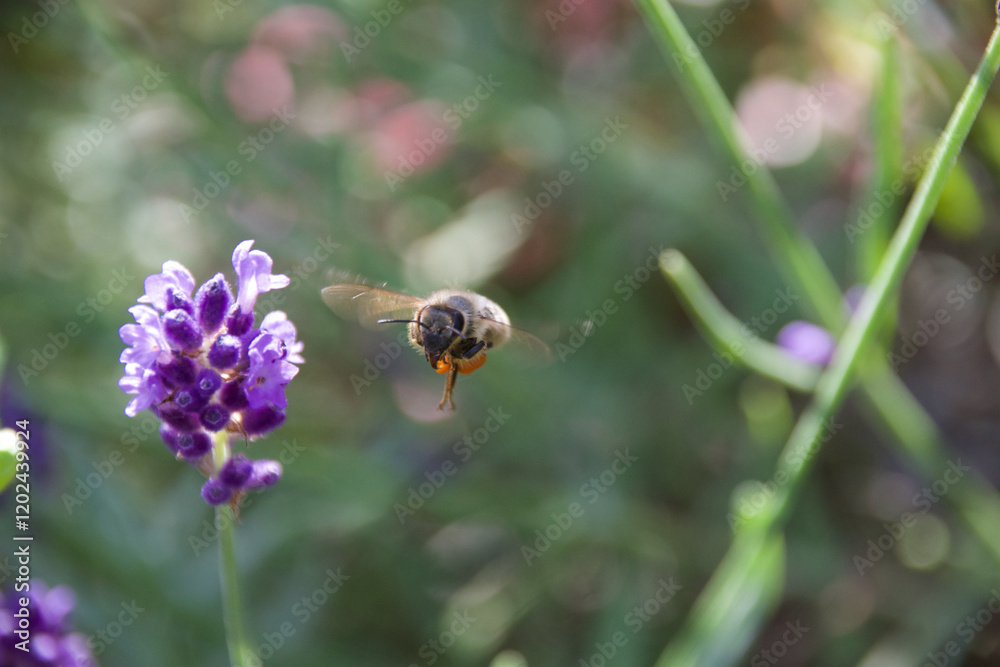 A honeybee hovering near a vibrant purple lavender flower in a blooming field. The background is softly blurred, creating a dreamy effect while emphasizing the bee and flowers. A honeybee hovering near a vibrant purple lavender flower in a blooming field. The background is softly blurred, creating a dreamy effect while emphasizing the bee and flowers.