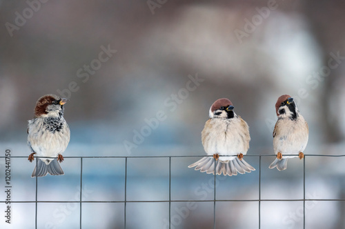 three funny birds sparrows sitting on a chain link fence in a winter garden