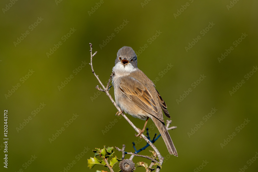 Obraz premium The white-throated warbler or bush warbler (Sylvia communis) is a common, typical species of warbler in the warbler family found in temperate parts of Europe and Western Asia.
