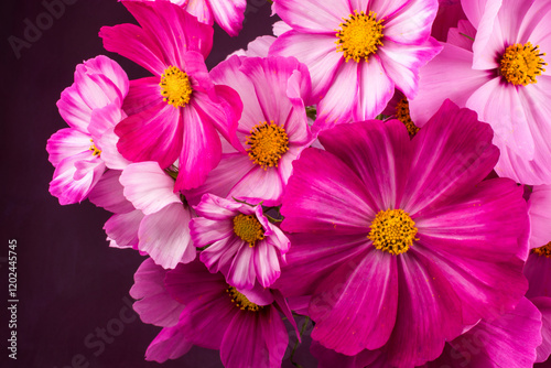 Fototapeta Naklejka Na Ścianę i Meble -  Beautiful pink cosmos flowers on background
