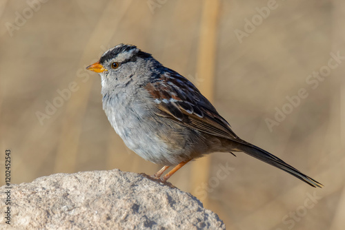 USA, Arizona, Cottonwood, Dead Horse State Park. White-crowned sparrow close-up on rock. photo