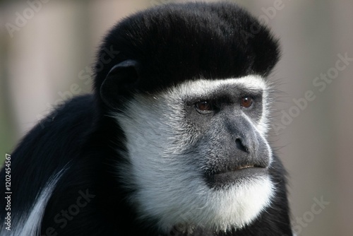Close-up of a black and white monkey in a natural habitat showcasing its expressive features and calm demeanor