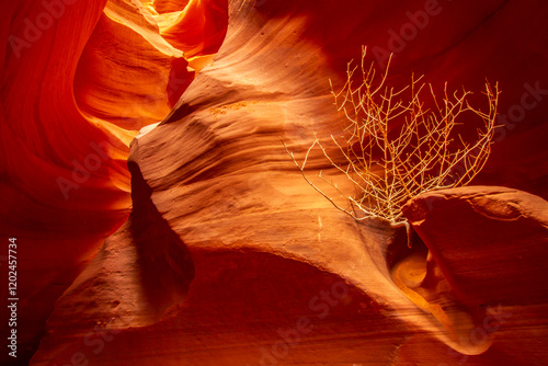 USA, Arizona, Lake Powell Navajo Tribal Park. Tumbleweed in Lower Antelope Canyon. photo