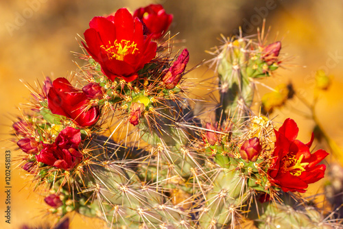 USA, Arizona, Saguaro National Park. Close-up of cholla cactus flowers.