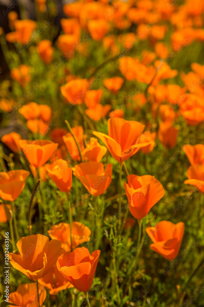 USA, Arizona, Peridot Mesa. Close-up of poppies in bloom.