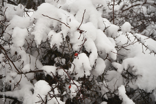 Róża dzika ,Rosa canina L.,zima photo