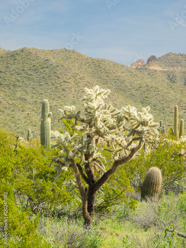 Arizona, Sonoran Desert, Tonto National Forest. Desert scene with chain fruit...