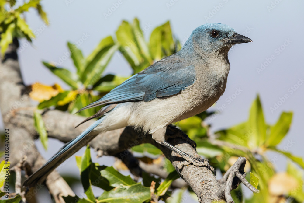 Mexican jay pausing, Usa, Arizona Mexican jay pausing, Usa, Arizona