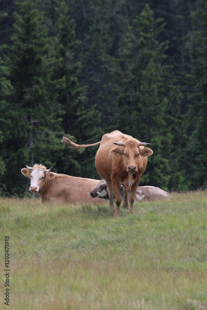 Fototapeta premium cows on the meadow