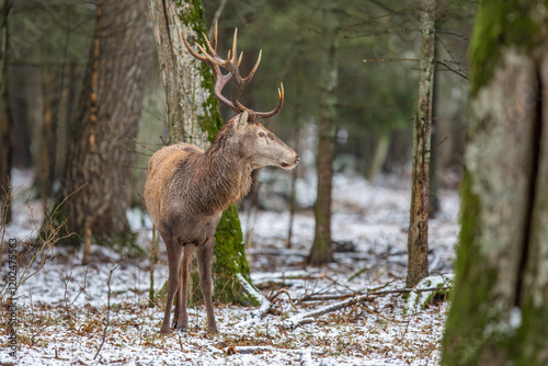 Fototapeta Naklejka Na Ścianę i Meble -  Jeleń szlachetny, Jeleń, Red Deer, Deer, Cervus elaphus