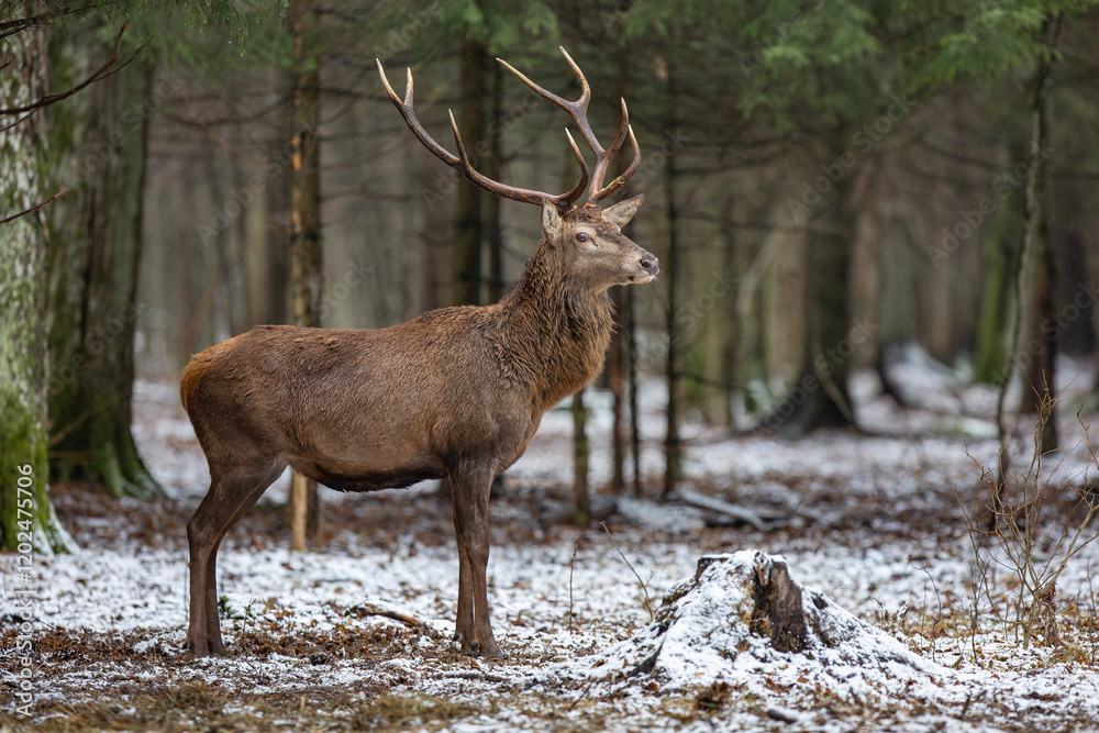 Jeleń szlachetny, Jeleń, Red Deer, Deer, Cervus elaphus Jeleń szlachetny, Jeleń, Red Deer, Deer, Cervus elaphus