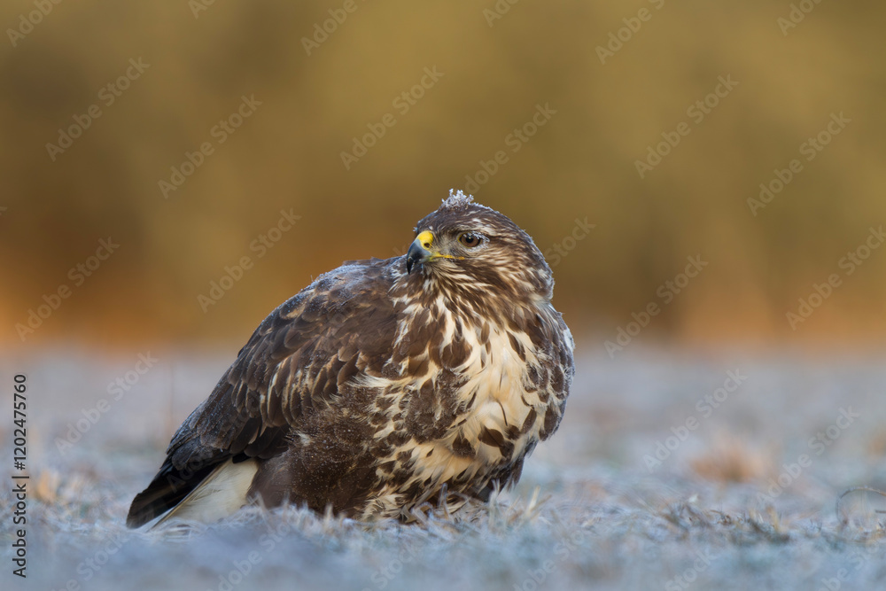 Myszołów zwyczajny, common buzzard, (Buteo buteo) Myszołów zwyczajny, common buzzard, (Buteo buteo)