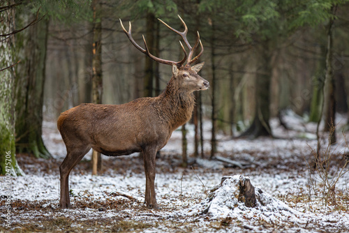 Fototapeta Naklejka Na Ścianę i Meble -  Jeleń szlachetny, Jeleń, Red Deer, Deer, Cervus elaphus