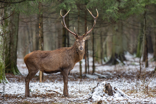 Fototapeta Naklejka Na Ścianę i Meble -  Jeleń szlachetny, Jeleń, Red Deer, Deer, Cervus elaphus